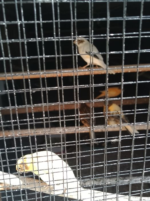 Vând canari timbrado
