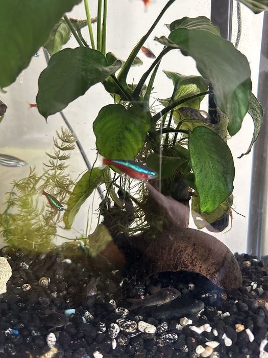 Аквариум за рибки