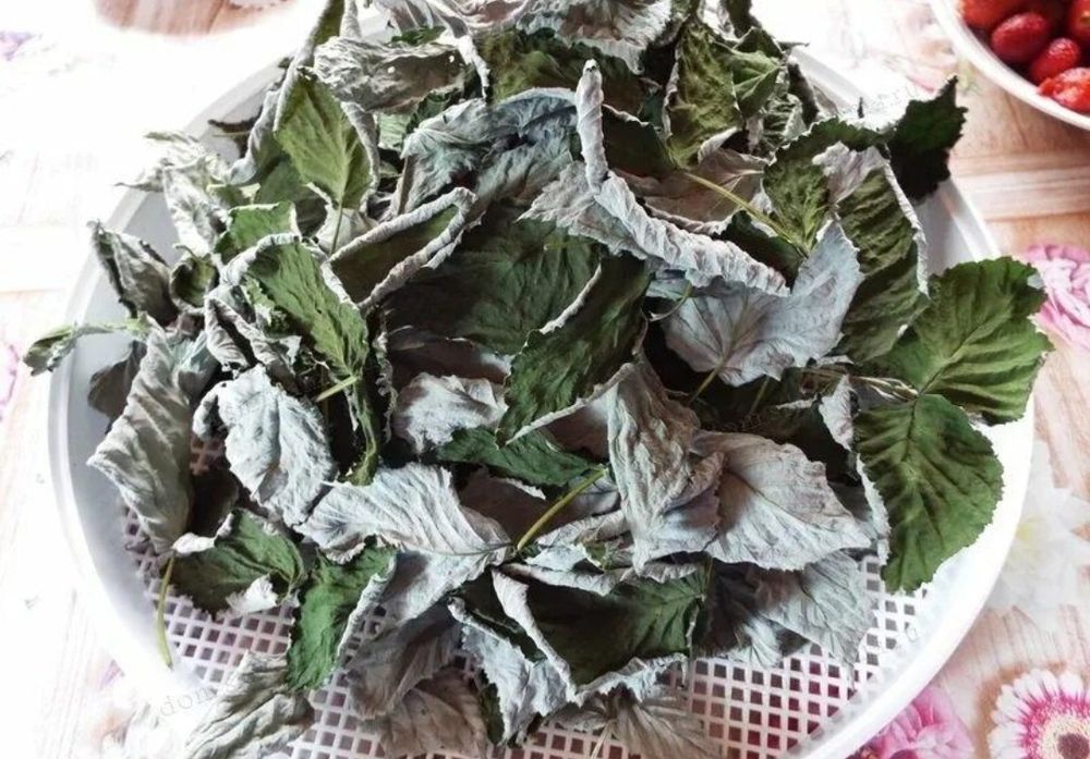 Сухие листья малины