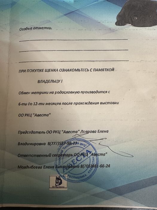 Продам Немецкую овчрку