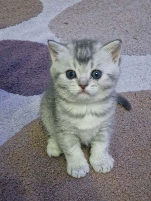 Шотландских котят