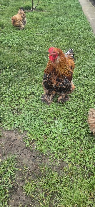 2 gaini si un cocoș