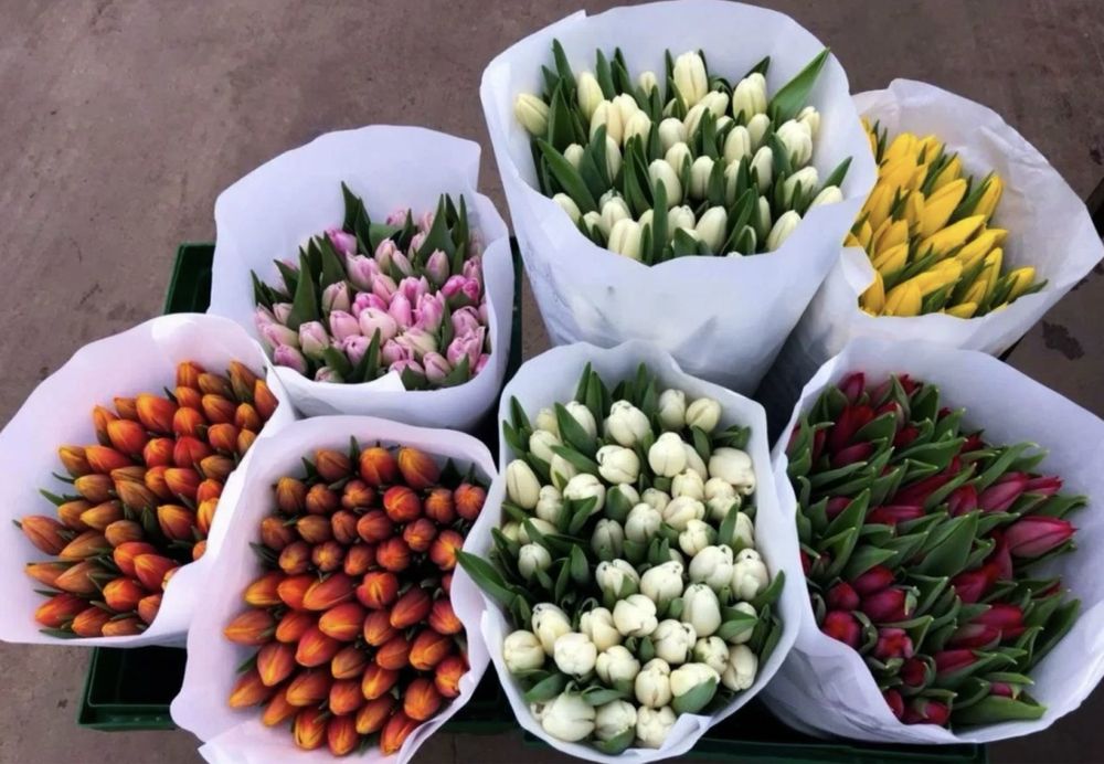 Цветы тюльпаны голландия