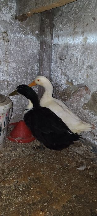 Schimb rățoi pe rațe