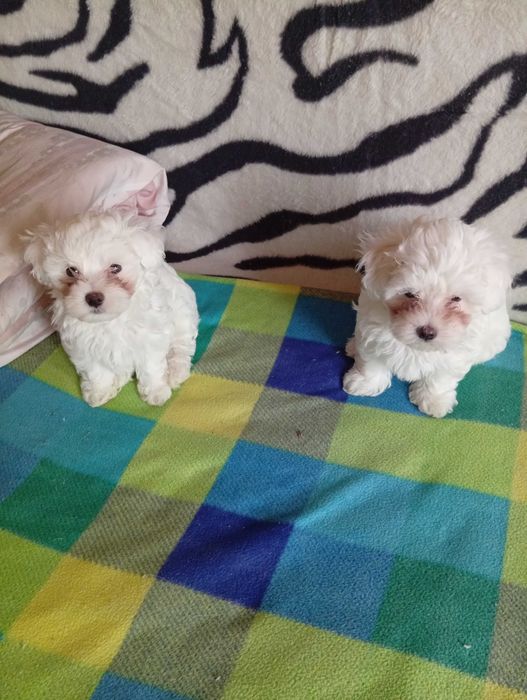 Bichoni maltezi activi