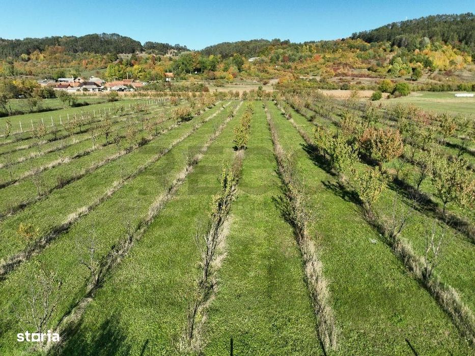 RECO, Teren cu livada de ciresi, Zona Auseu, Bihor