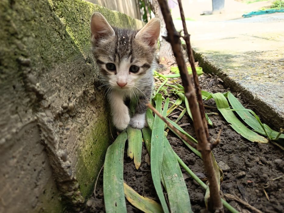 Ofer spre adopție