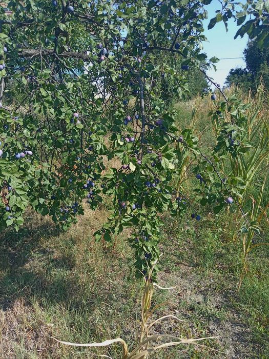 Prune pentru țuică