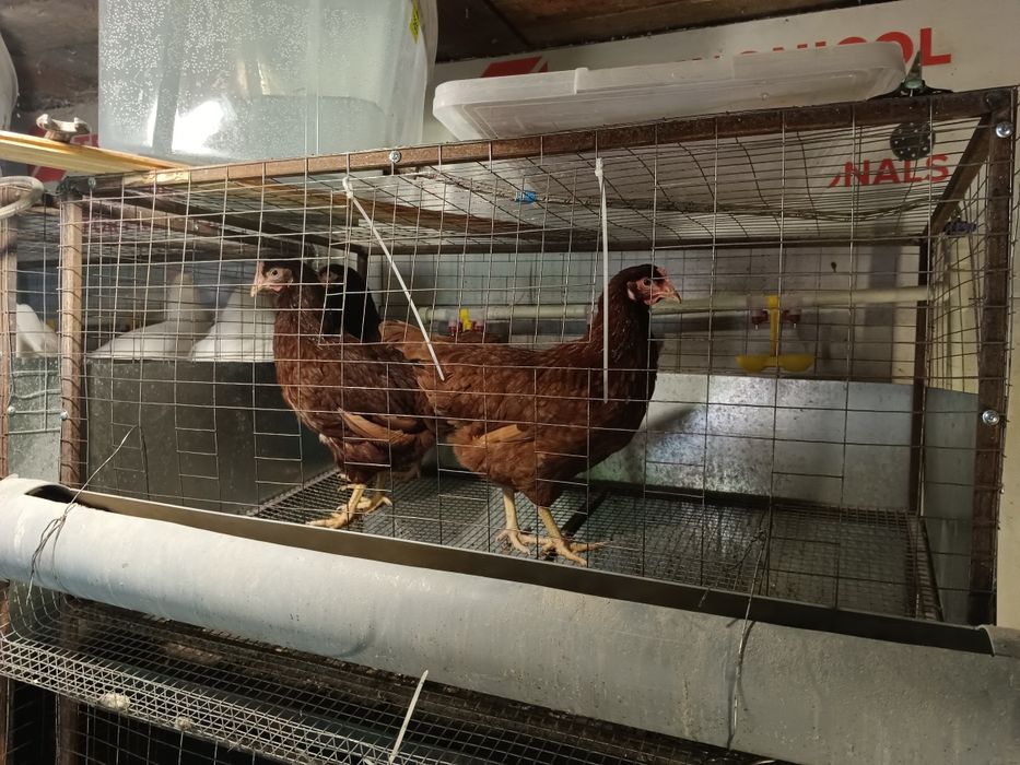 Клетки для курей несушкк