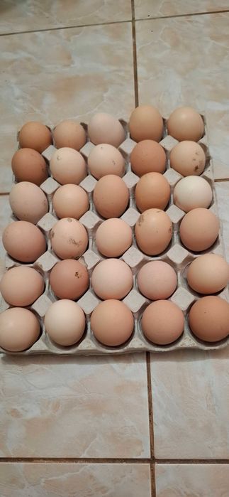 Oua de incubat si pui rasa Playmouth Rock