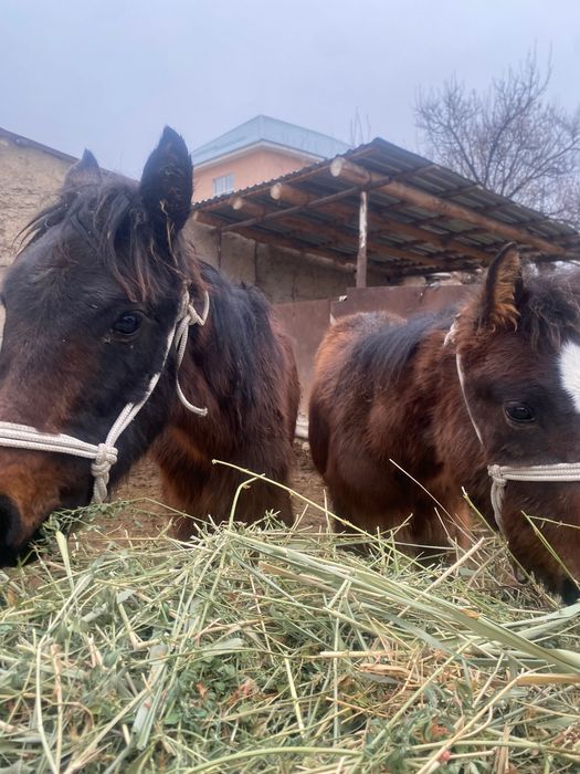 Жабағылар сатылады