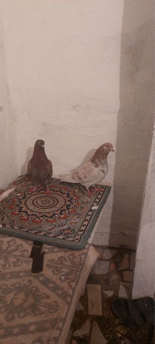 Продам Голуби Бакински