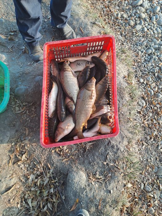 Добро пожаловать на рыбалку , адрес  Самарканд  Жомбой