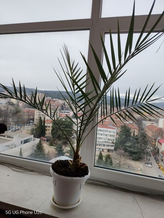 Финикова палма среден размер