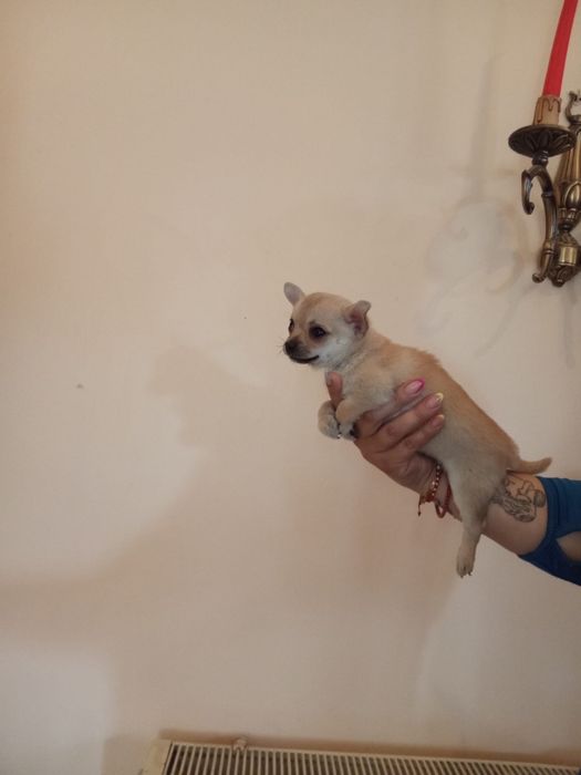 Chihuahua som også er sparebøsse men chihuahua mi ' Animale de companie ' OLX.ro