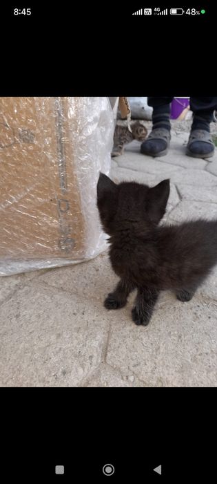Отдам в хорошие руки котят