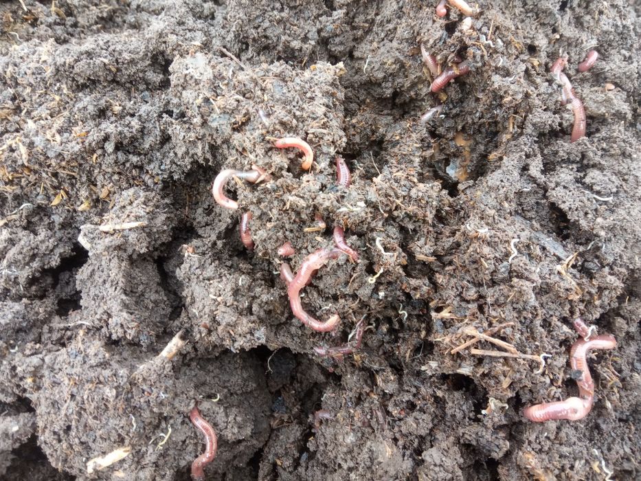 Недорого биогумос и другие биоудобрения с первых рук.