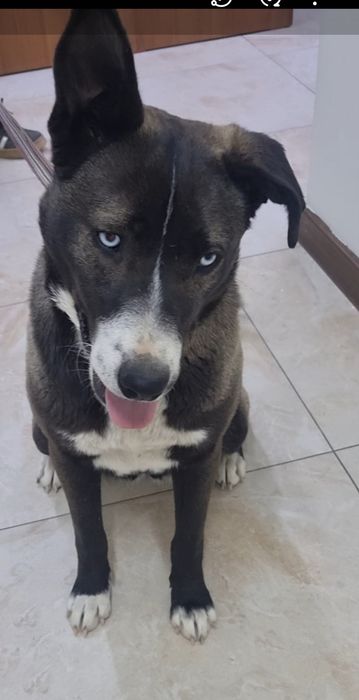 Тинки ищет дом. Доставлю!