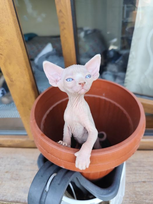 Уникална котка  канадски сфинкс