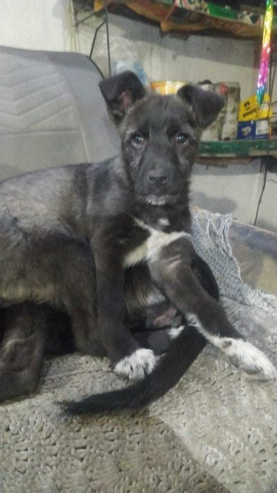 Щенок Чарлик мальчик