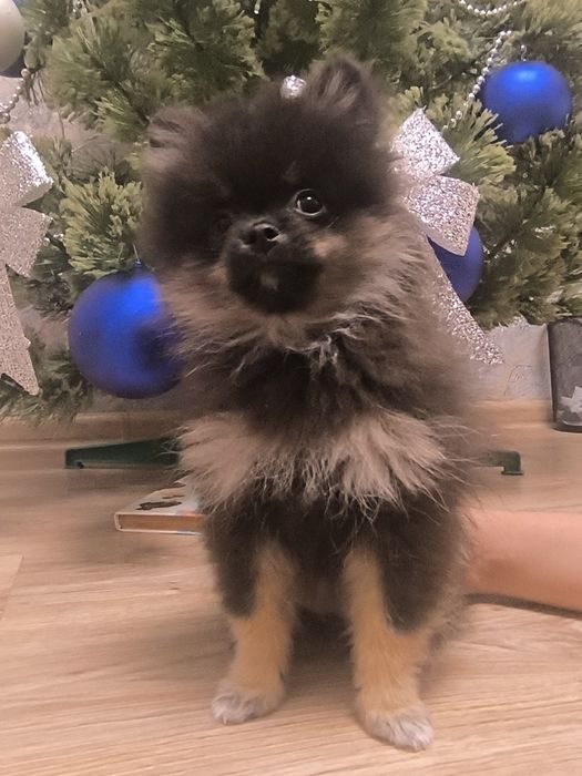 Продаются щенки померанского шпица