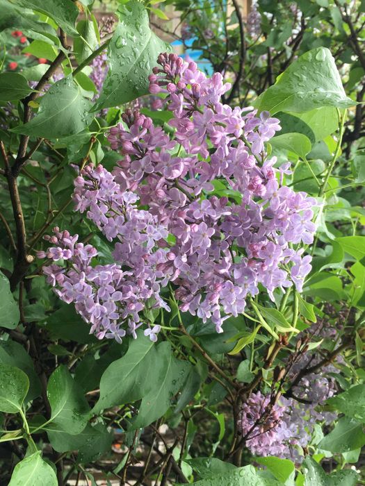 Сирень срежу на букет