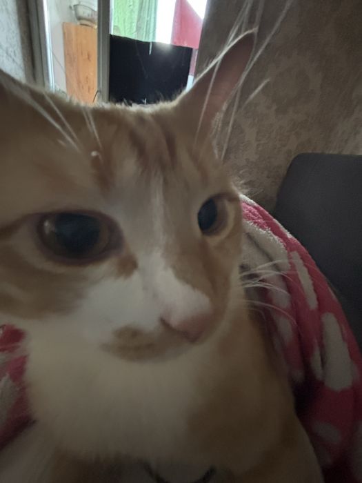 Отдам в добрые руки