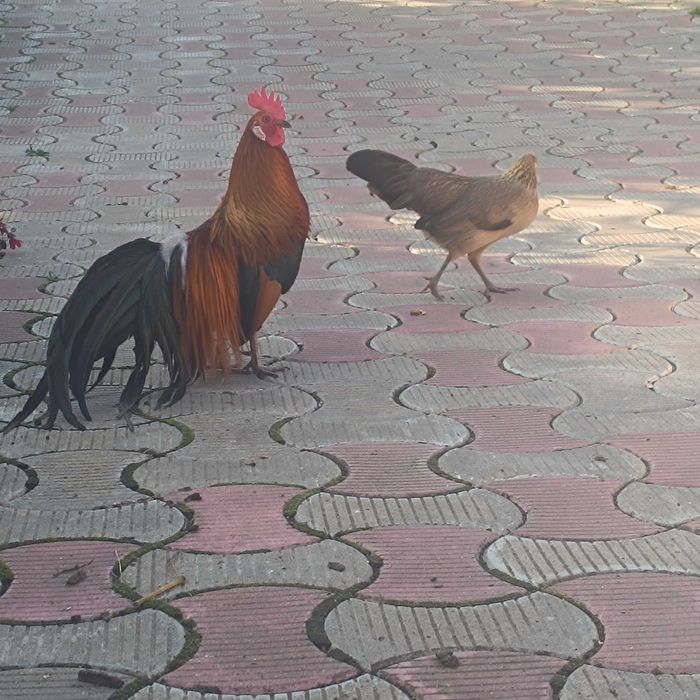 Găini phionix,trei puicuțe și un cocoșel