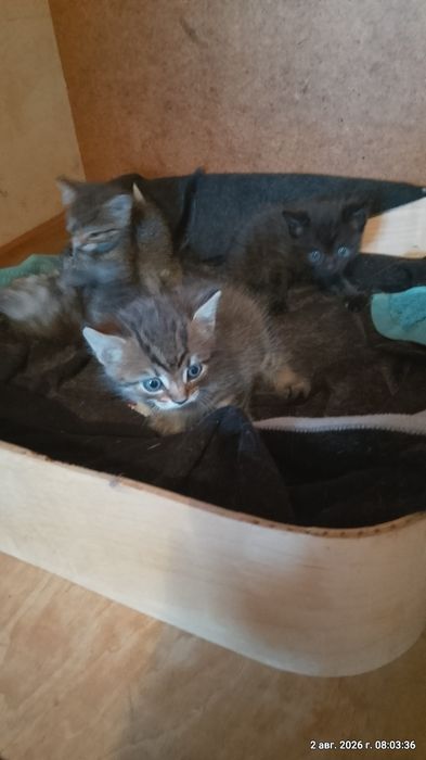Отдам котят в хорошие руки