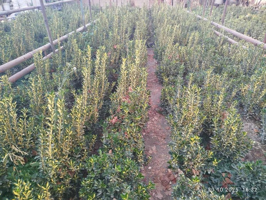 Shamshod bereskilet 
Optom