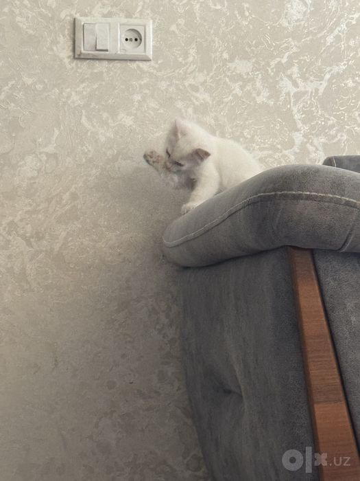 2 oylik oq mushukcha