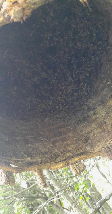 ЕвоРой - примамка за пчелни рояци