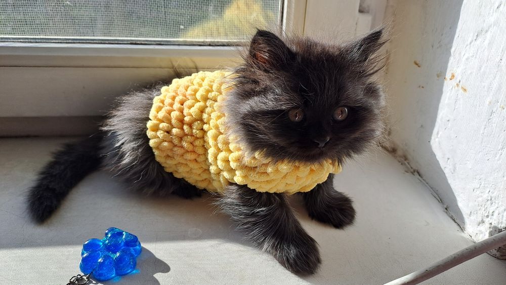 Котята шотландские