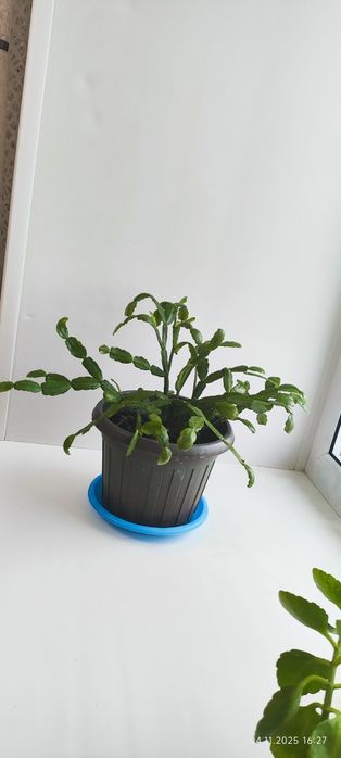 Продам цветы комнатные