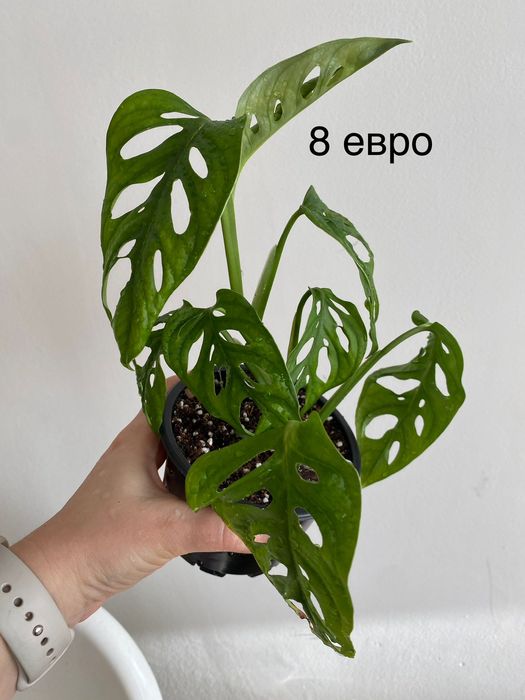 Монстера Манки Маск