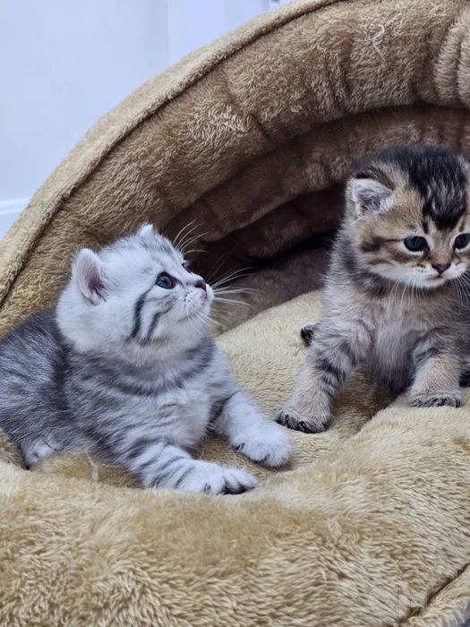 Котенок чистокровный британской шиншилы  мальчик