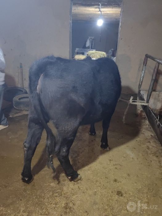 Angus ğunajin sotiladi