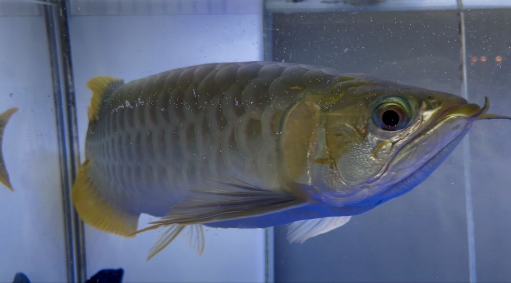 Продам рыбу Аравана