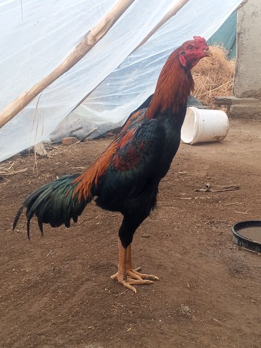 Жужа сотилади келишсак