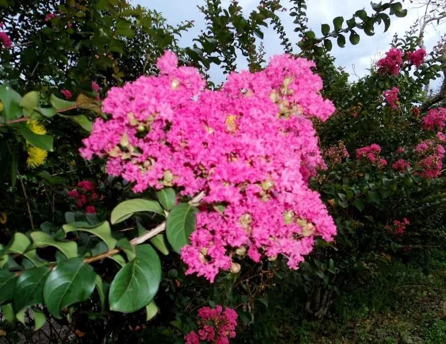Liliac rosu batut ,alb, roz mov purpuriu syringa floare batuta galbena