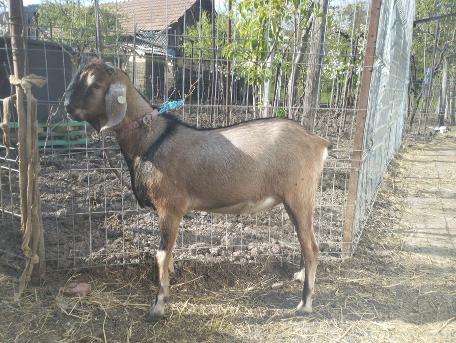 Masculi alpina franceza și anglonubiana