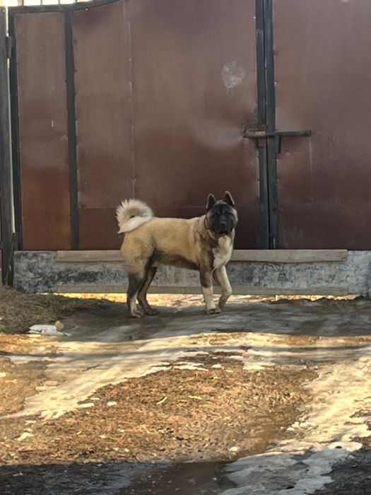 Вязка американская акита