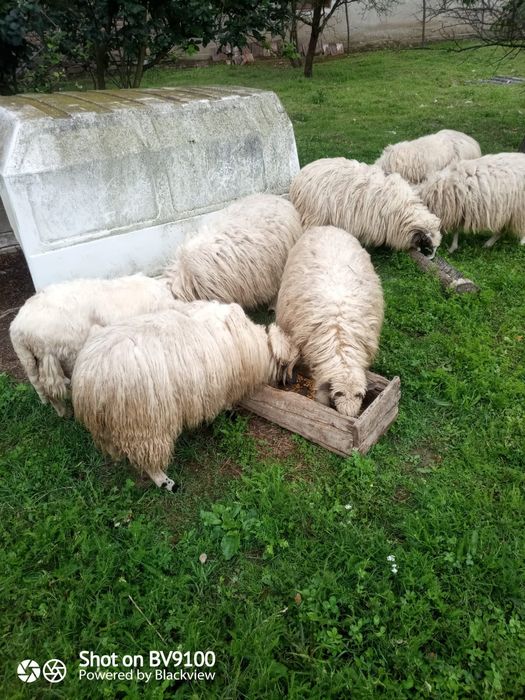 Vând 6miele și un berbec