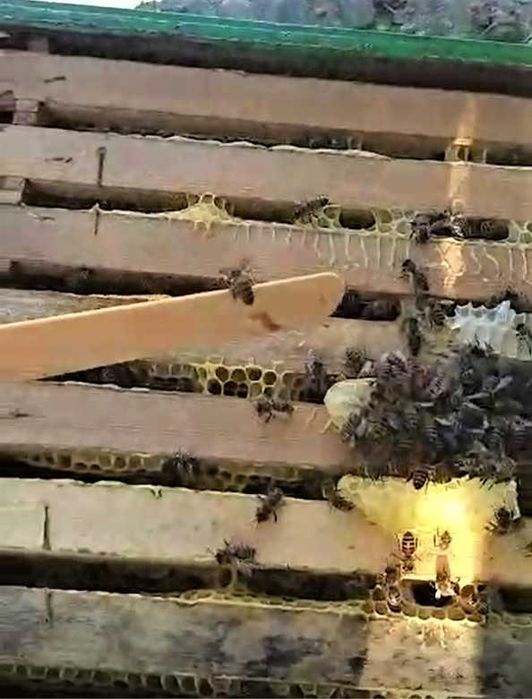 Полоски для пчёл