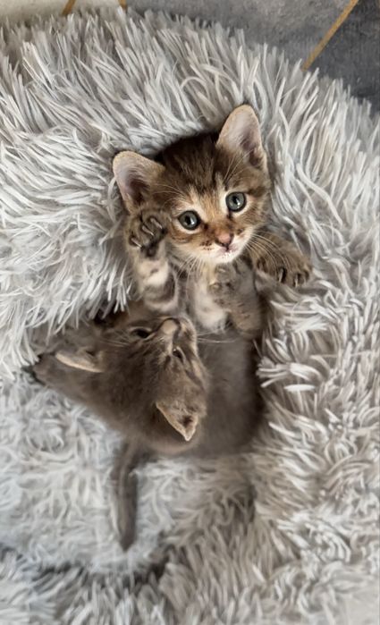 Котенок в добрые руки