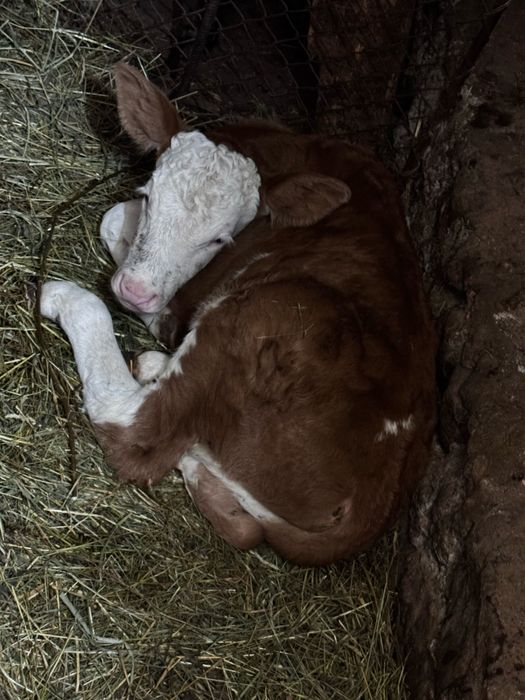 Vând tăuraș de 2 saptamani