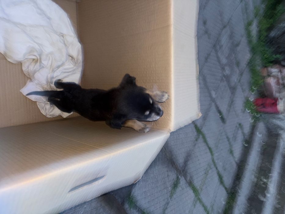 Две мини същества търсят смоят нов дом помогнете им моля ви се