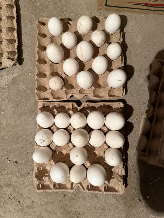 Гусиные яйца домашние