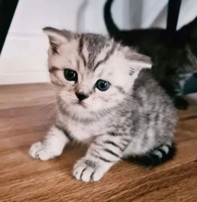 Вислоухие Шотландские котята