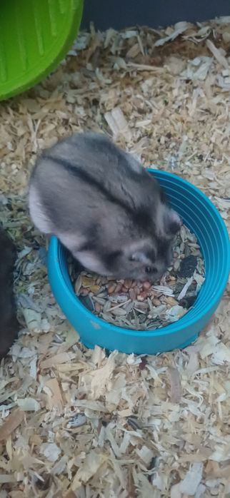 De vânzare cusca pentru hamsteri si hamsteri